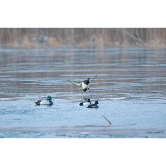 Bluebill Foam Filled Floating Duck Decoy 6 Pack