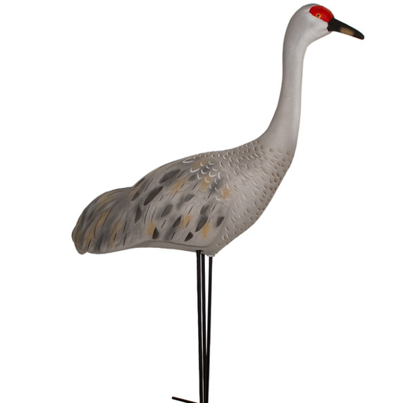 LIVE Full Body Sandhill Crane Upright Decoys