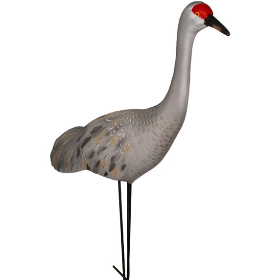 LIVE Full Body Sandhill Crane Upright Decoys