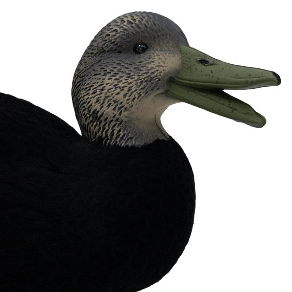 Final Approach Live Flocked Black Duck Decoy close up image