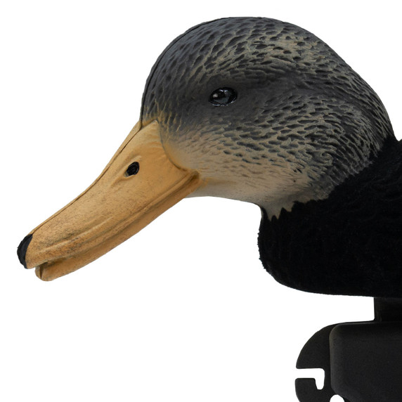 Final Approach Live Flocked Black Duck Decoy close up head down image