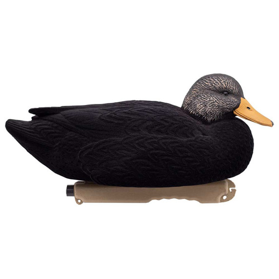 LIVE Flocked Black Ducks
