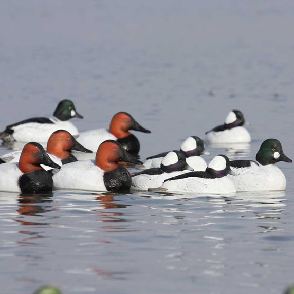 GHG Decoy Systems Hunter Series Over-Size Series Diver Decoys Lifestyle Image