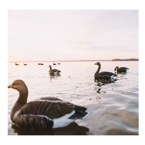 Heyday HydroFoam Specklebelly Goose Floaters On the Water Image