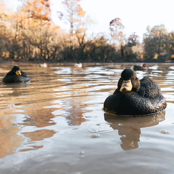 HydroFoam Fully Flocked Floating Black Duck Decoys - 6 Pack