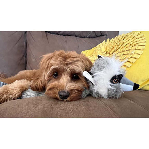 ROCT’s Curious Raccoon Unstuffed Dog Toy Lifestyle Image