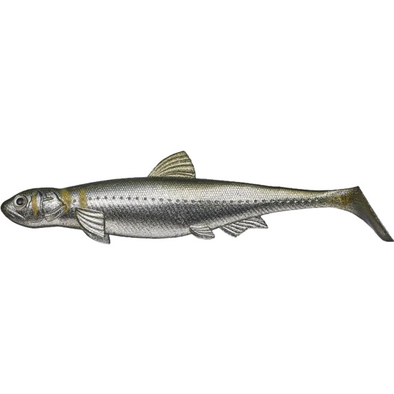 Evergreen Last Ace 140 Swimbait, Single Pack Image in Ayu