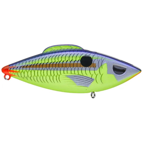 Head Hunter Fire Tail Rattler Parakeet