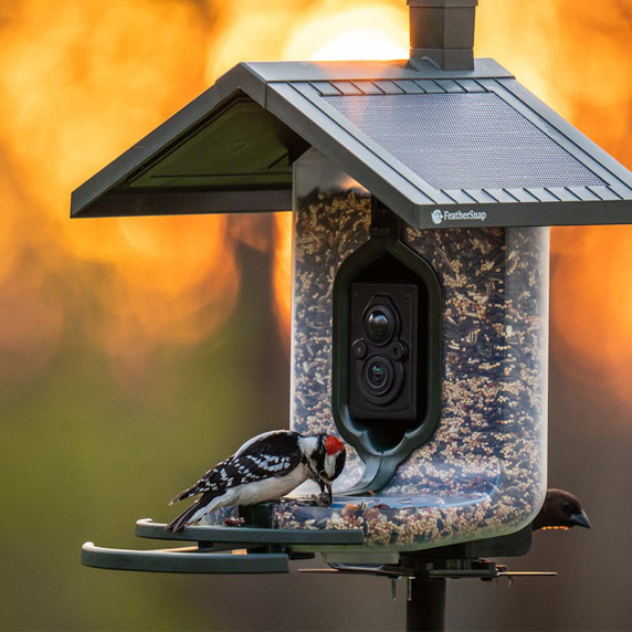 FeatherSnap Scout WiFi Solar-Powered Smart Bird Feeder with Bird Image
