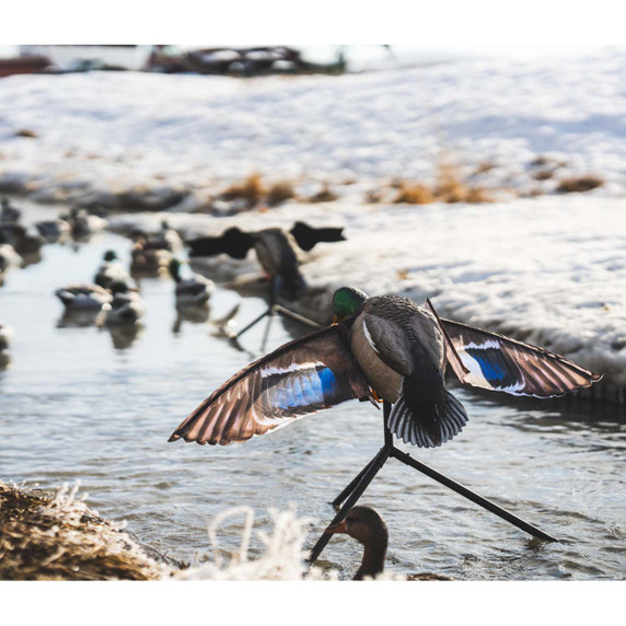 Lucky Duck Super Flapper HDi 2.0 Mallard Drake Decoy In A River Image
