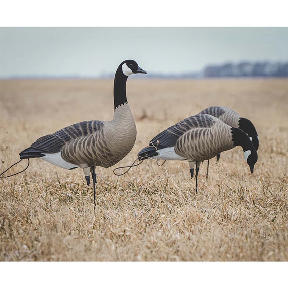 Detailed Field Image of the GHG Decoy Systems Pro Flex Full Body Goose Decoys.