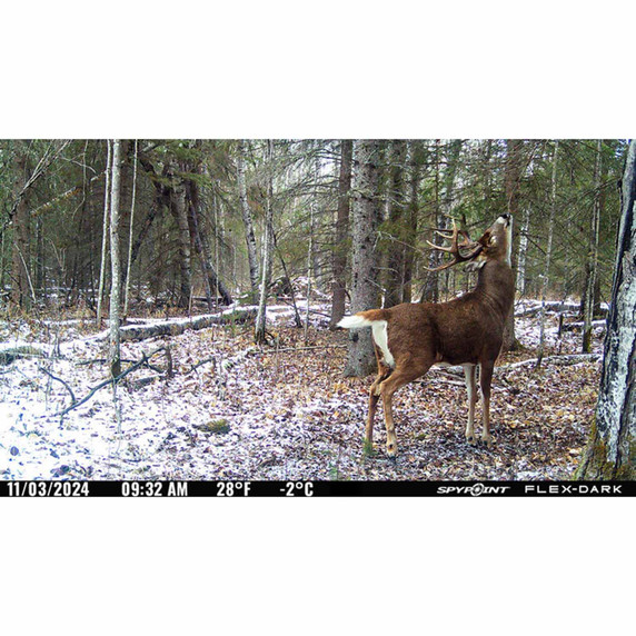 Spypoint Flex Dark Game Camera Lifestyle Image