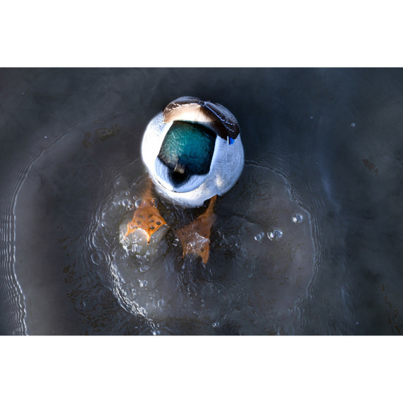 Avian-X Power Kicker Floating Duck Decoy Aerial View Image