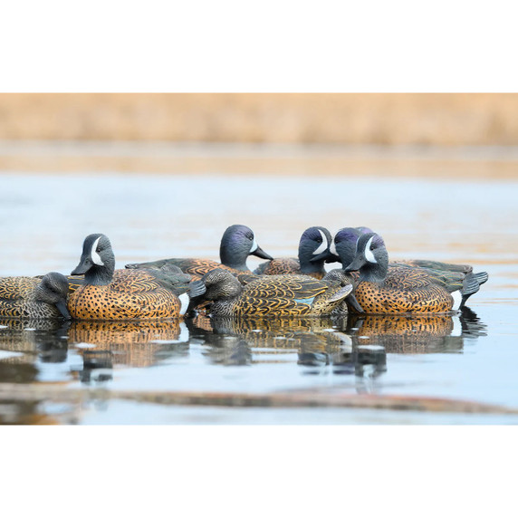 Rig Em Right Mainline Series Blue-Winged Teal Decoys Live Image