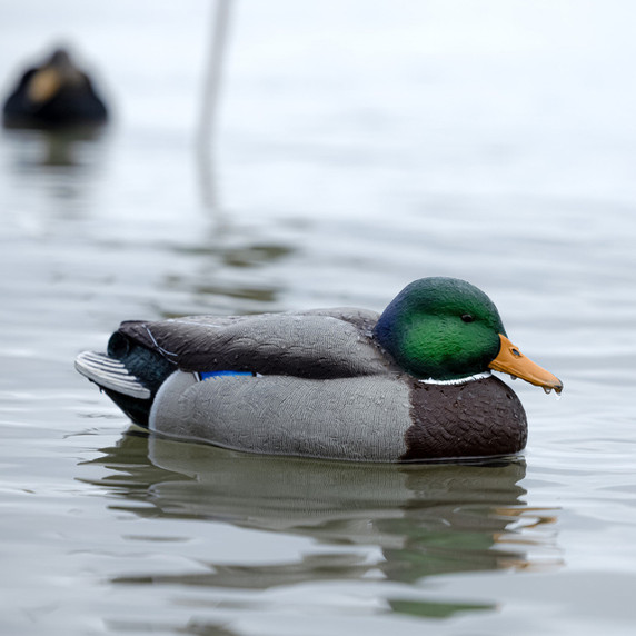 Side Field Image of the Low-Head Mallard Drake Avian-X Topflight Oversized Floating Mallard Decoy.