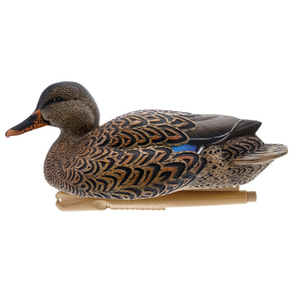 Side Mallard Hen Image of the Avian-X Topflight Oversized Floating Mallard Decoys.