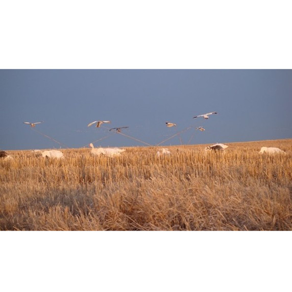 SilloSocks Rotary Machine 2-4 Arm Combo 2nd outdoor image