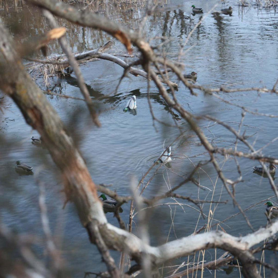 Jahpoo Flyway Deputy - Mallard Drake Motion Duck Decoy
