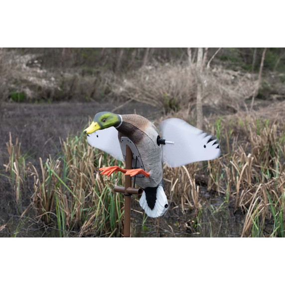 Higdon Outdoors Flasher PRO Drake Upright Position In Field Image.