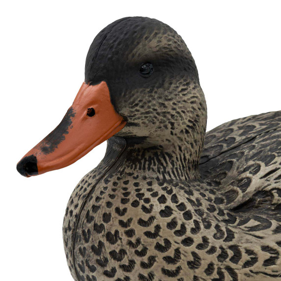 Hen head Image of Final Approach Last Pass Mallard.
