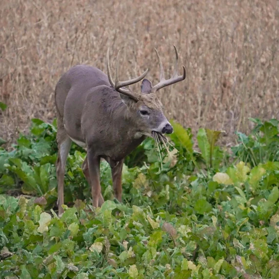 Field Image of the Domain Outdoor Big Sexy Food Plot Seed.