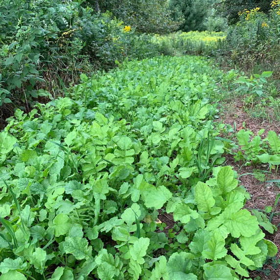 Plot Image of the Domain Outdoor No BS Food Plot Seed.