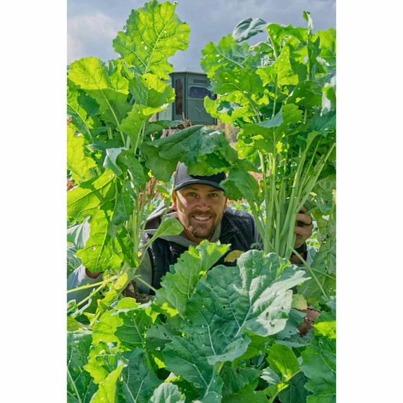 Size Image of the Domain Outdoor Bombshell Food Plot Seed.