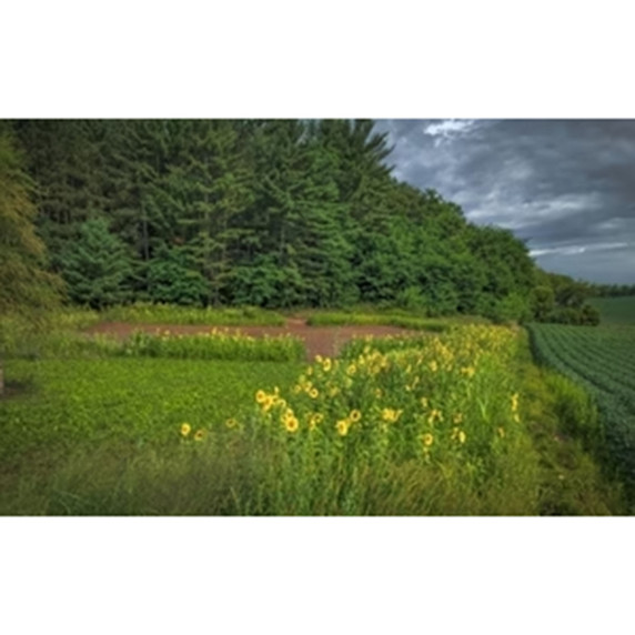 Image of a sunflower field