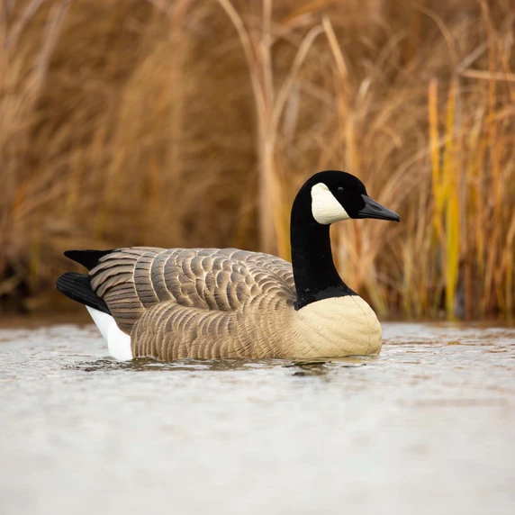 Active Lifestyle Image of the Beavertail Rogue Series One-Piece Floating Goose Decoys.