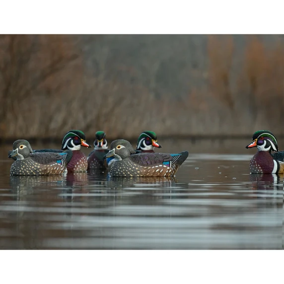 Lifestyle Image of the Rig'Em Right Mainline Series Wood Duck Decoys.