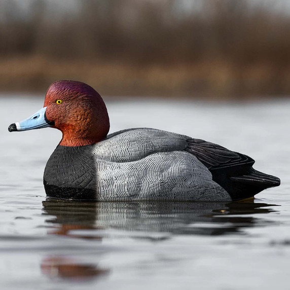 In-the-Water Drake Image of the Rig'Em Right Mainline Series Redhead Duck Decoys.