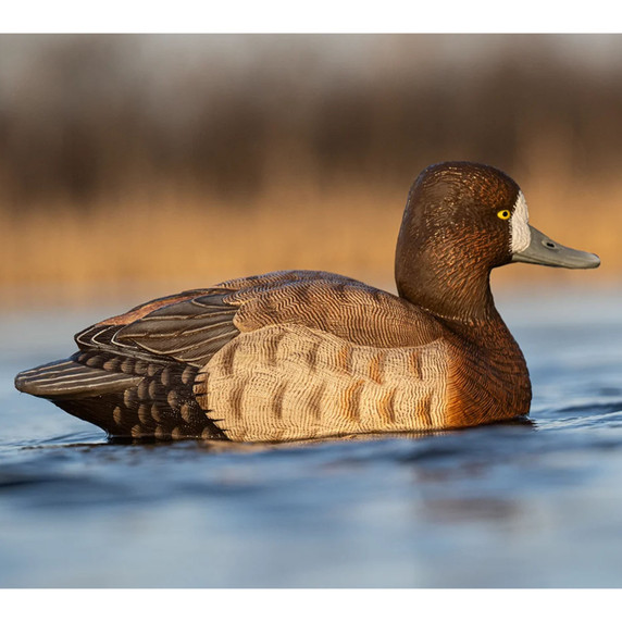 In-the-Water Hen Image of the Rig'Em Right Mainline Series Bluebill Duck Decoy.