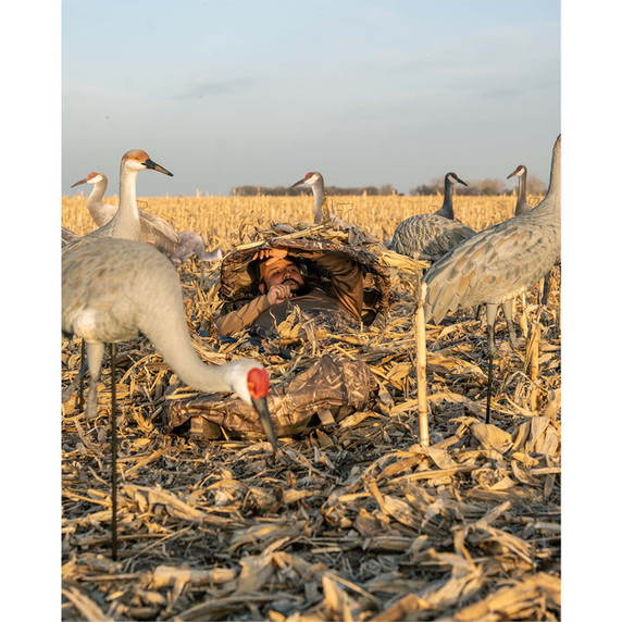 In use Avery Sandhill Crane Full Body Adult Feeder.