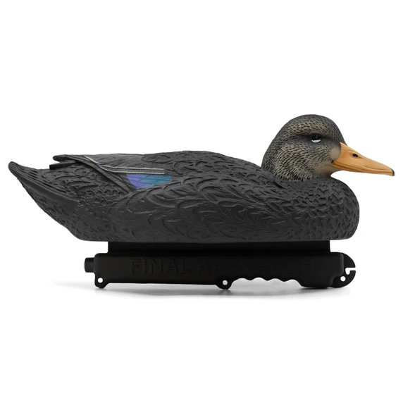 Right Side of Drake Image of the Oversized Live Black Duck Decoys.