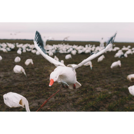 Field Image of the Higdon Outdoors Clone Snow Goose Flapper Decoys.