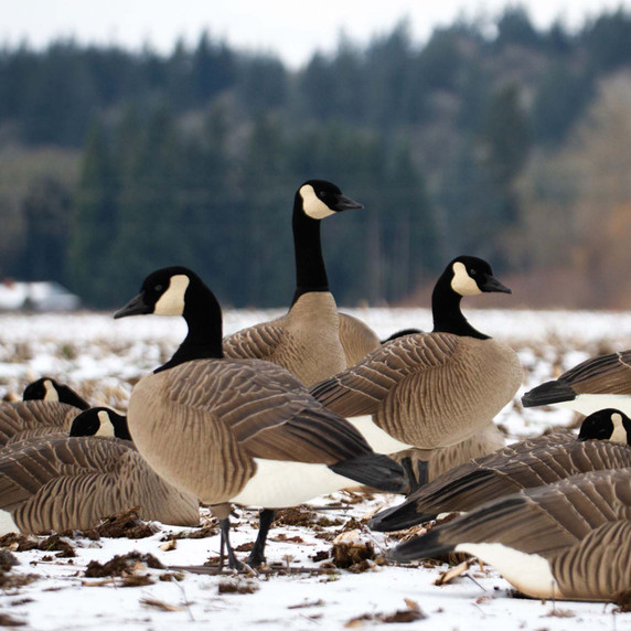 Outdoor image of the Dave Smith Decoys Maxima Honkers Fullbody, 4 Pack.