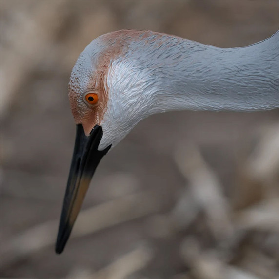 Head Detail Image of the GHG Decoys Sandhill Crane Full-Body Juvenile Feeder Decoy.