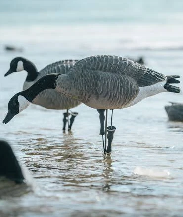 GOOSE FULL BODY DECOYS
