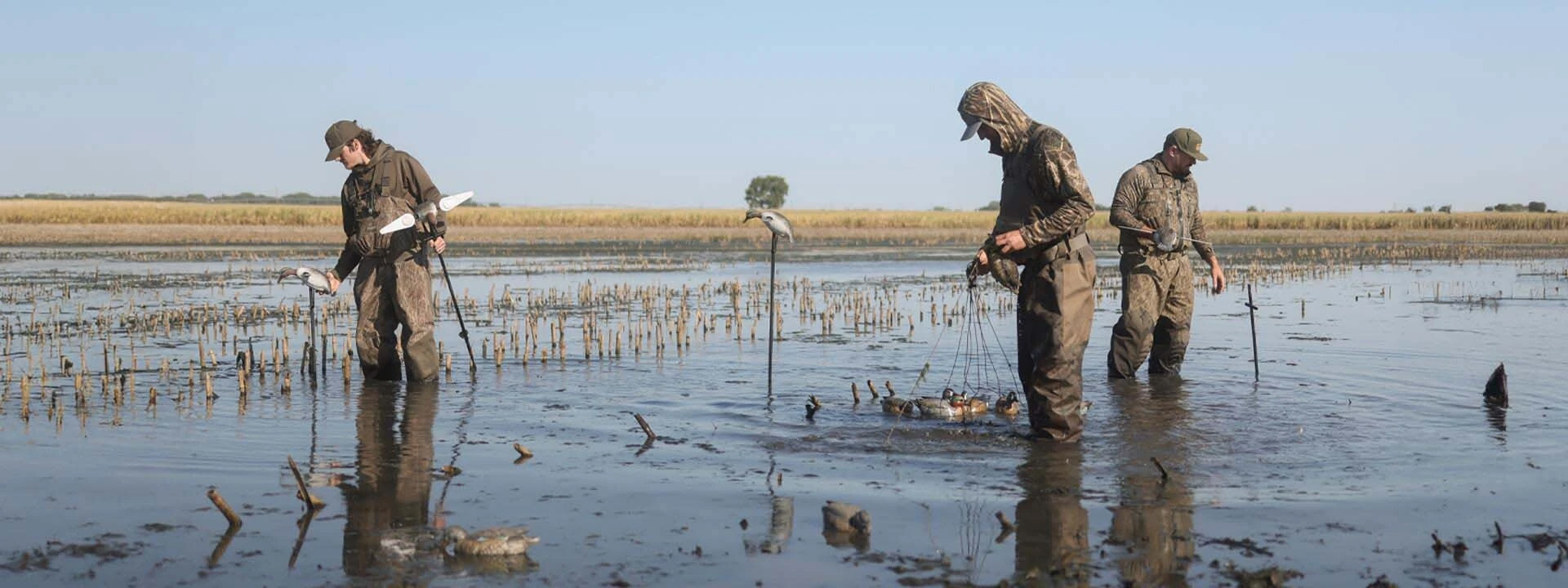 Waterfowl