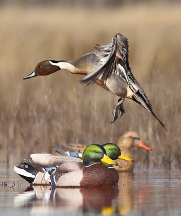 DUCK DECOYS