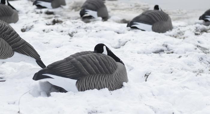 Final Approach Waterfowl Category Banner