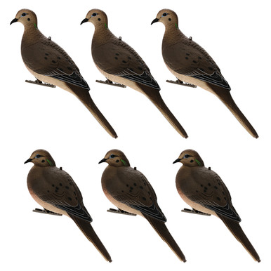  バード　 Dove Spotted dove - Wikipedia
