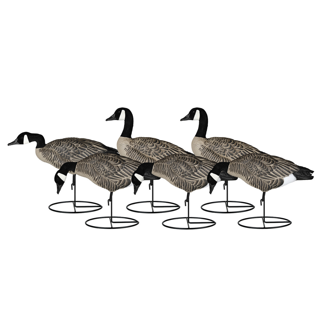 Dakota Decoys X-Treme Life-Size Canada Goose Decoys with Flocked