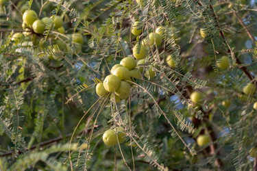 Amla Berry: A Gift of Renewal, Resilience, and Quiet Vitality 