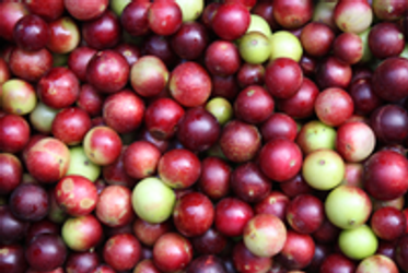 Camu Camu : The Healthiest Berry in the World