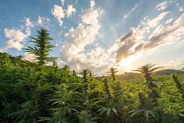 Hemp Seed Protein: A Gift of Strength, Balance, and Grounded Vitality 