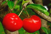 acerola-cherry.jpg