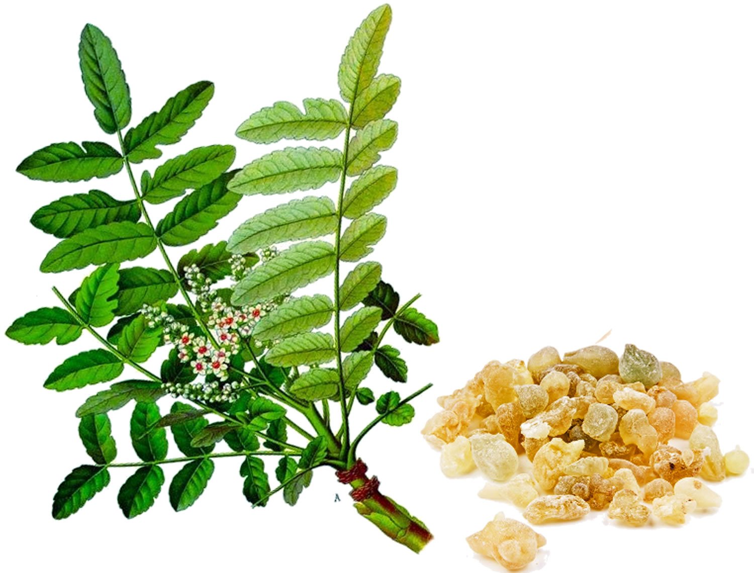 boswellia-serrata-leaf-and-resin.jpg