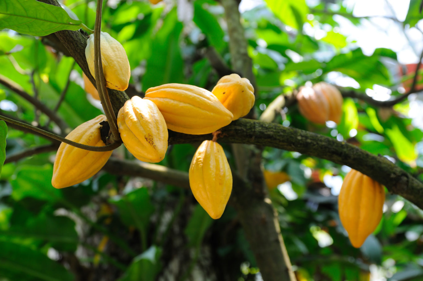 cacao-pods-superfood-nutrition.jpg