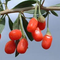 goji-berries-on-vine.jpg